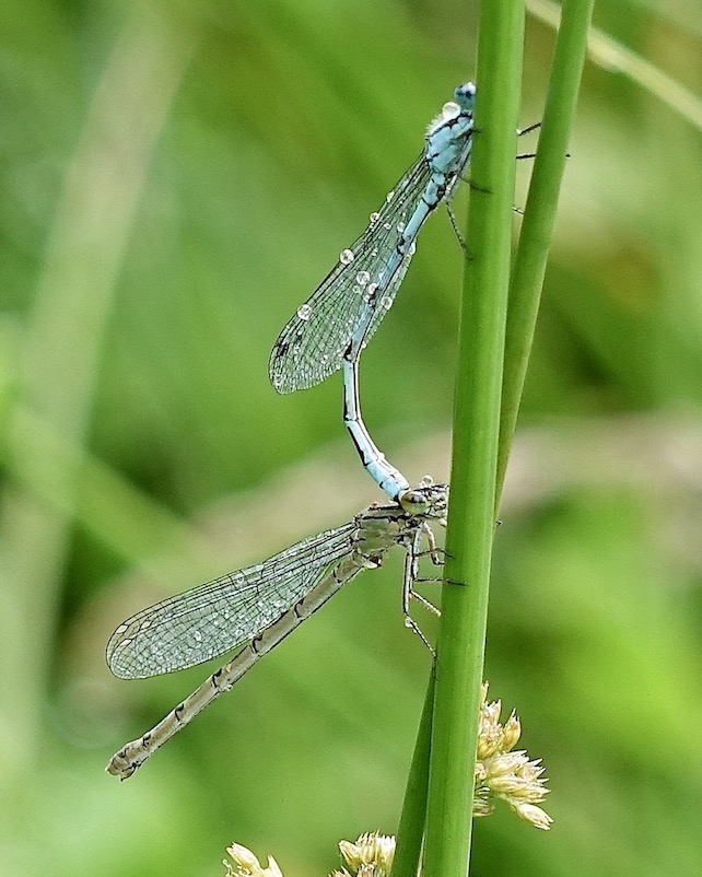 common blue damselflies